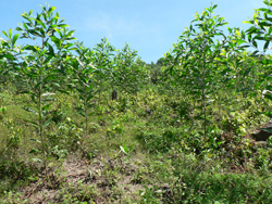Keo Lai Mô 5 tháng tuổi 